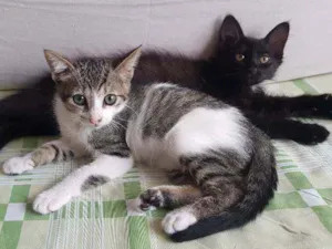 Gato raça SRD idade 2 a 6 meses nome Atena e Oreo