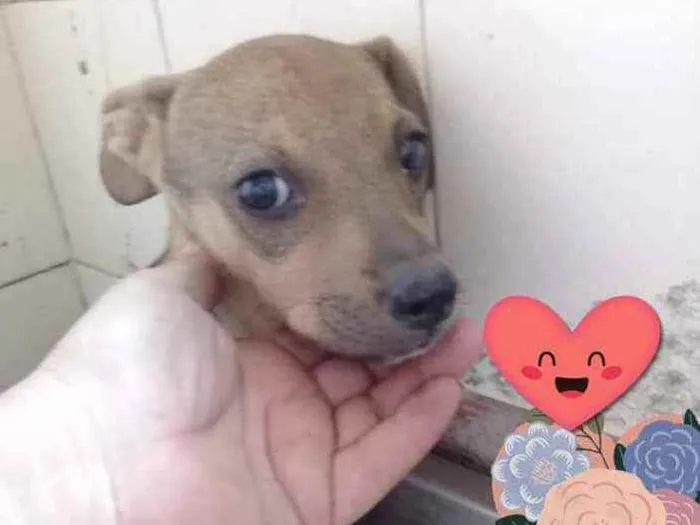 Cachorro ra a SRD idade 2 a 6 meses nome Cocada
