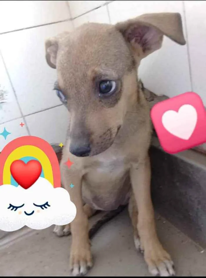 Cachorro ra a SRD idade 2 a 6 meses nome Cocada