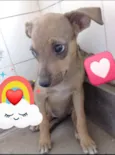 Cocada