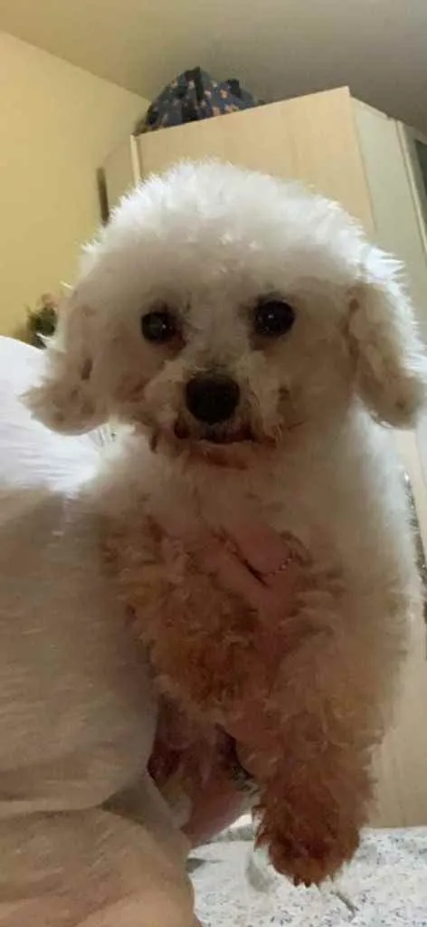 Cachorro ra a Poodle idade 6 ou mais anos nome Tina