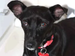 Cachorro raça SRD idade 2 anos nome Oreo