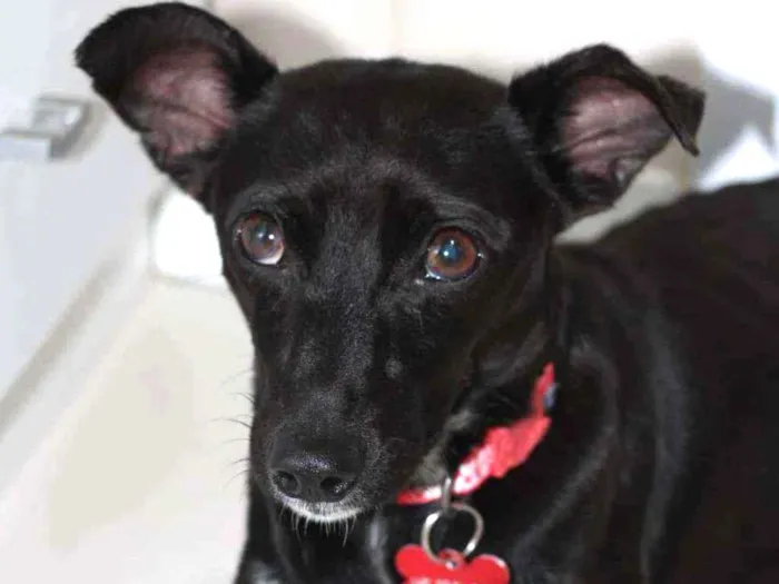 Cachorro ra a SRD idade 2 anos nome Oreo