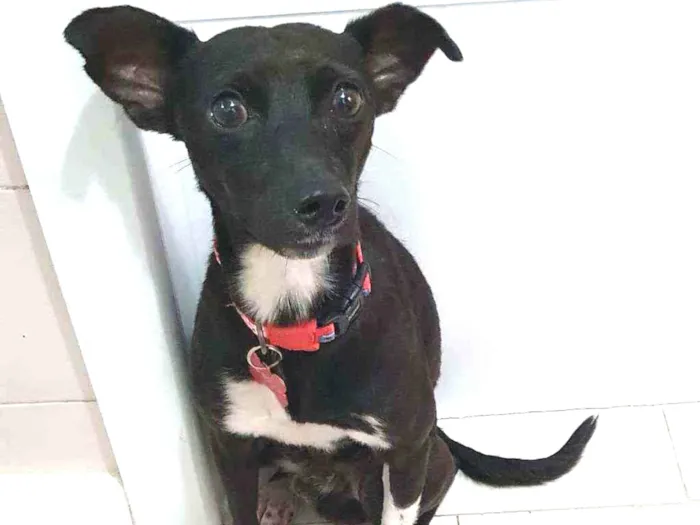 Cachorro ra a SRD idade 2 anos nome Oreo