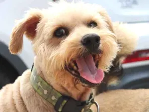Cachorro raça SRD idade 3 anos nome Brulee 