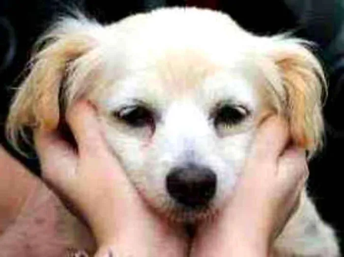 Cachorro ra a Miz de Chiuaua idade 6 ou mais anos nome Marie 