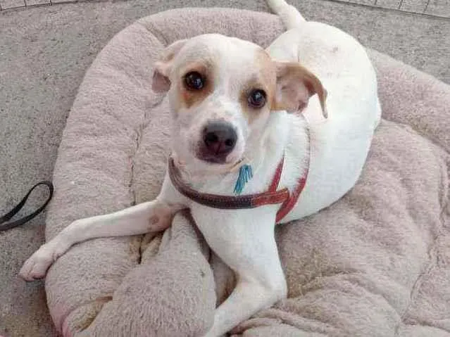 Cachorro raça SRD idade 1 ano nome Lua