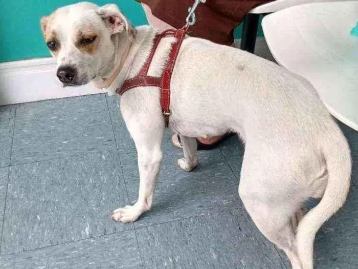 Cachorro raça SRD idade 1 ano nome Lua