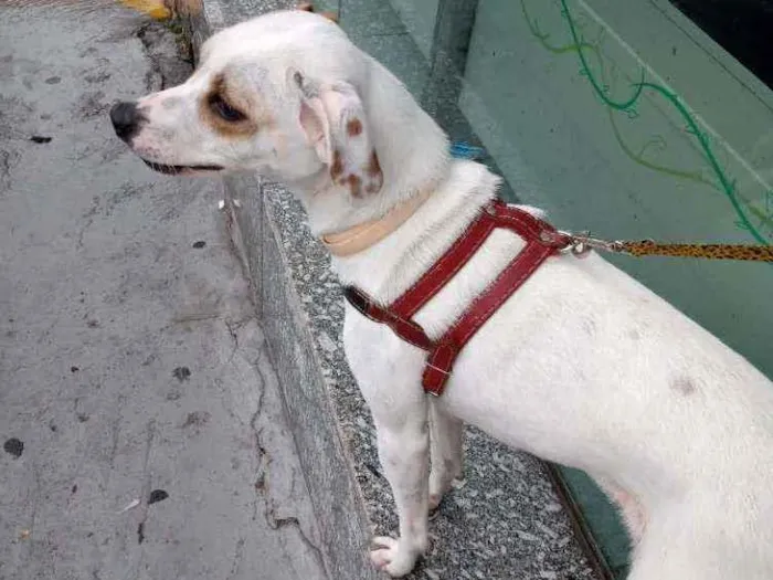 Cachorro raça SRD idade 1 ano nome Lua