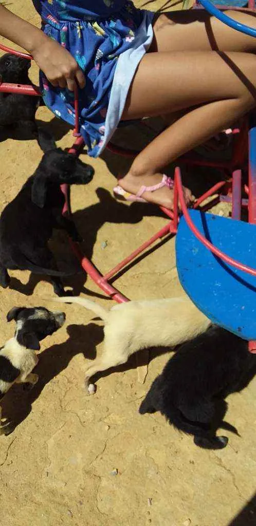 Cachorro raça Vira lata idade 2 a 6 meses nome Sem nome