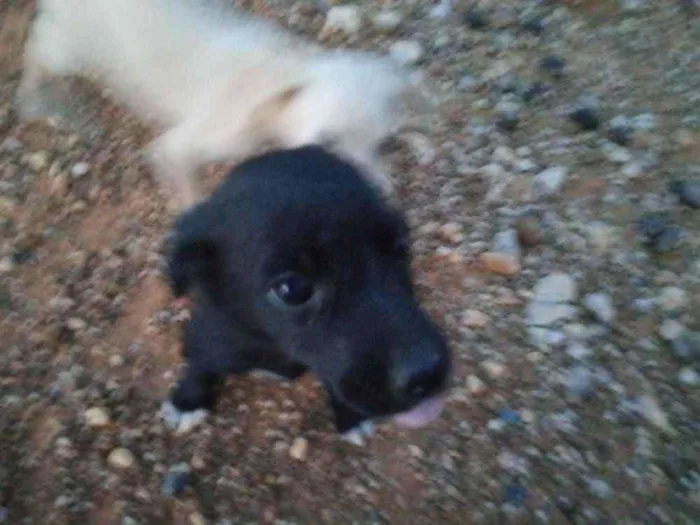 Cachorro raça Vira lata idade 2 a 6 meses nome Sem nome
