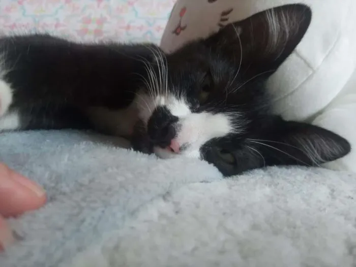Gato ra a  idade 2 a 6 meses nome Mia