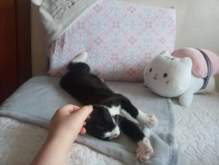 Gato ra a  idade 2 a 6 meses nome Mia