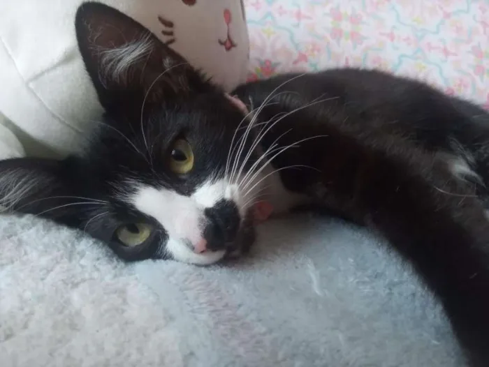 Gato ra a  idade 2 a 6 meses nome Mia