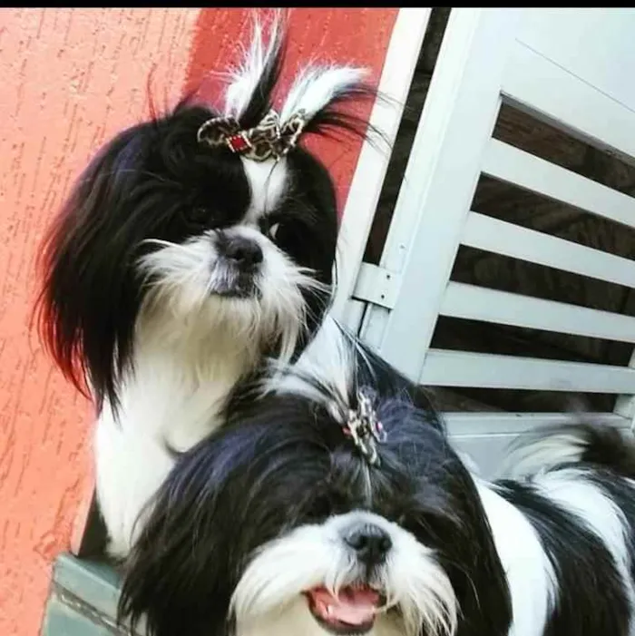 Cachorro ra a Shitszu  idade 2 a 6 meses nome Luna e Belinha 