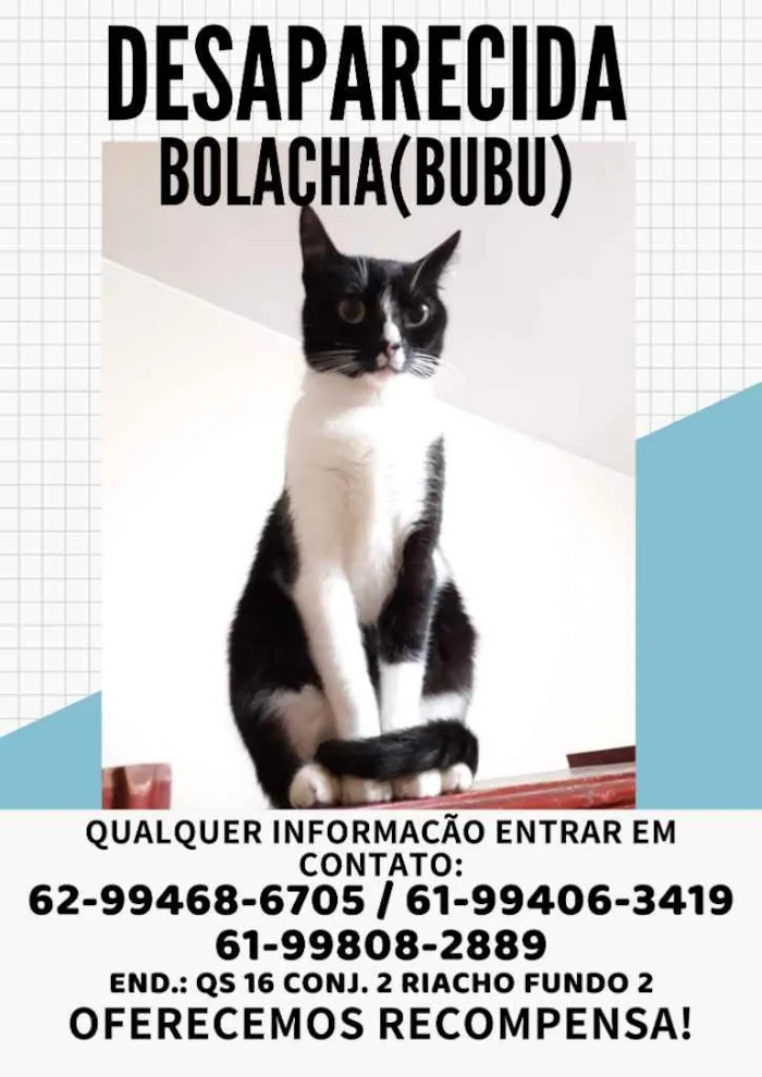 Gato ra a Vira lata idade 5 anos nome Bolacha (Bubu)