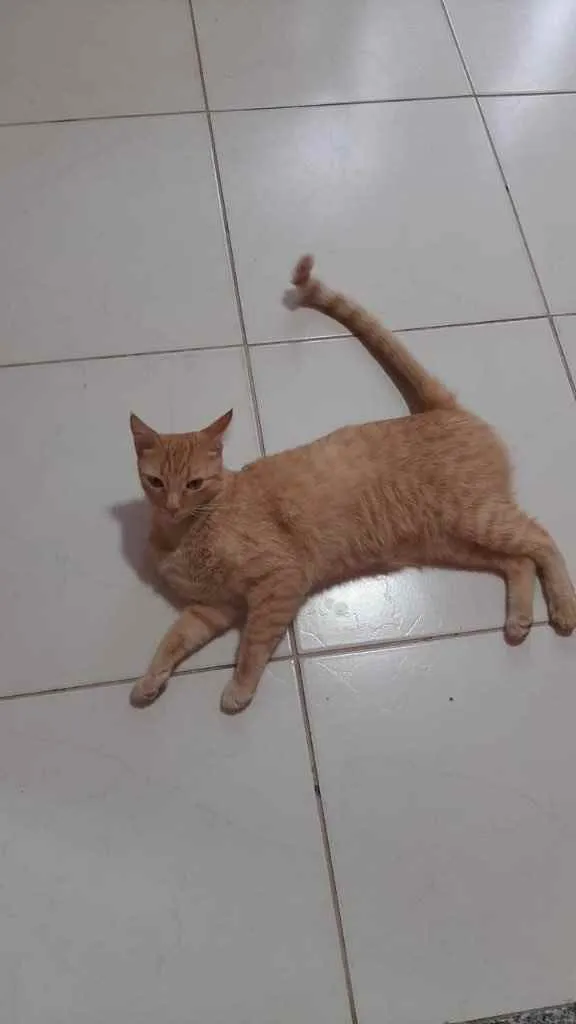 Gato ra a Vila lata  idade 2 anos nome Simba