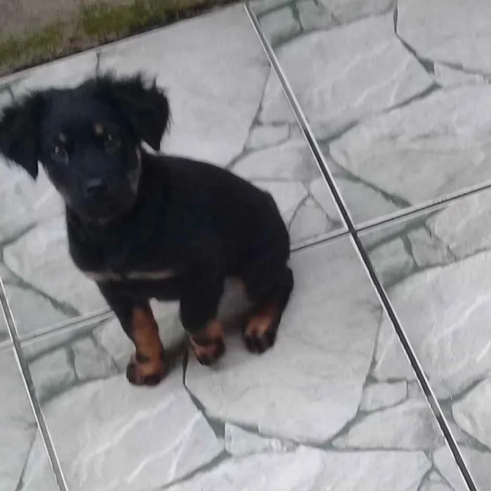 Cachorro ra a SRD idade 2 a 6 meses nome Julieta