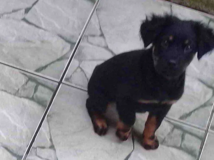 Cachorro ra a SRD idade 2 a 6 meses nome Julieta