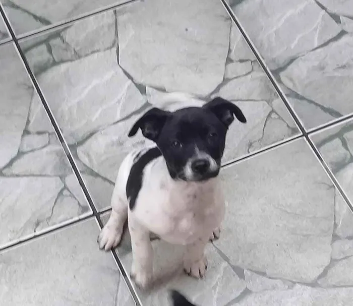 Cachorro ra a SRD idade 2 a 6 meses nome Lilica 