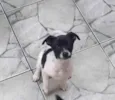 Lilica