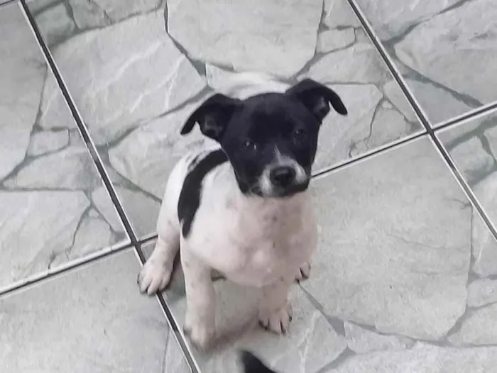 Cachorro ra a SRD idade 2 a 6 meses nome Lilica 