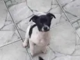 Lilica
