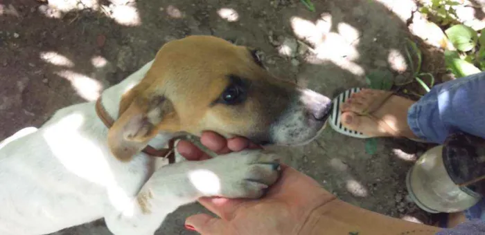 Cachorro ra a Vira lata idade 2 a 6 meses nome Bob