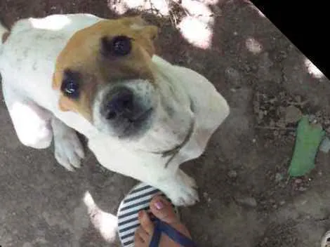 Cachorro ra a Vira lata idade 2 a 6 meses nome Bob
