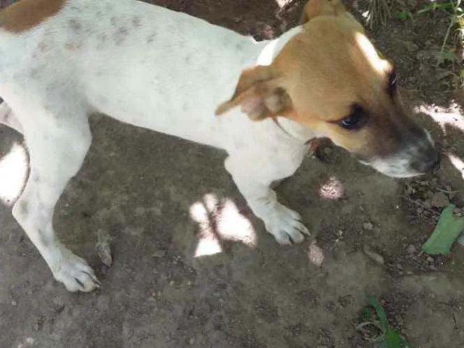 Cachorro ra a Vira lata idade 2 a 6 meses nome Bob