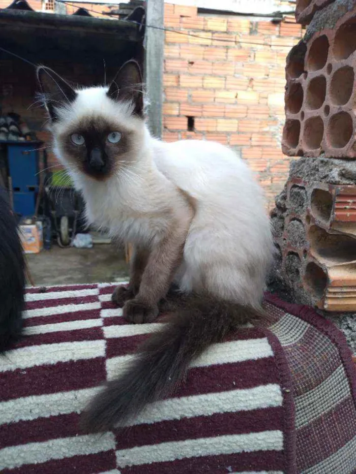 Gato ra a VL idade 2 a 6 meses nome Hydra