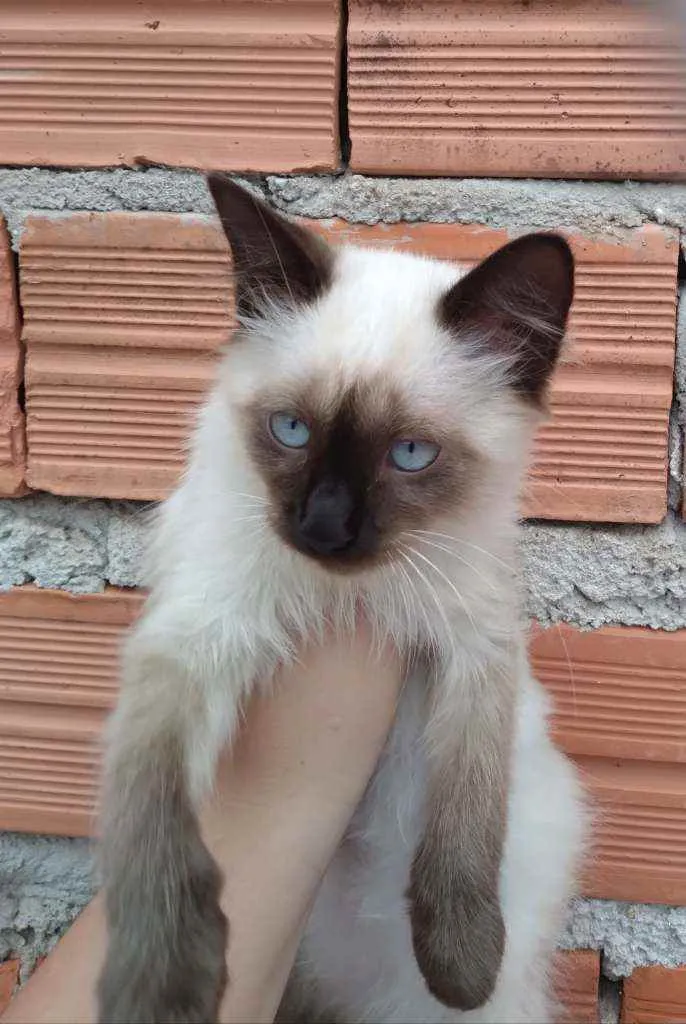 Gato ra a VL idade 2 a 6 meses nome Hydra