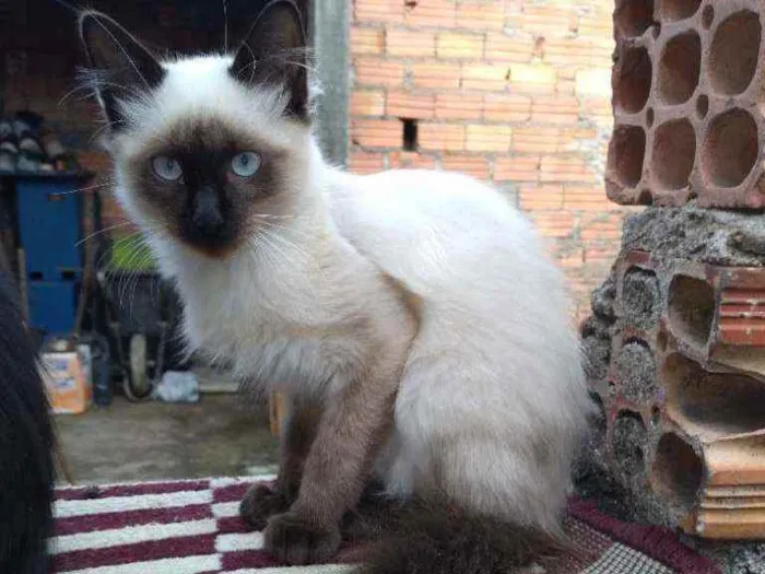 Gato ra a VL idade 2 a 6 meses nome Hydra