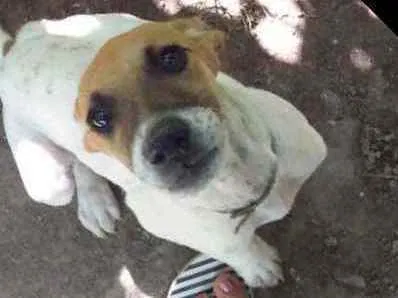 Cachorro ra a Vira lata idade 2 a 6 meses nome Bob