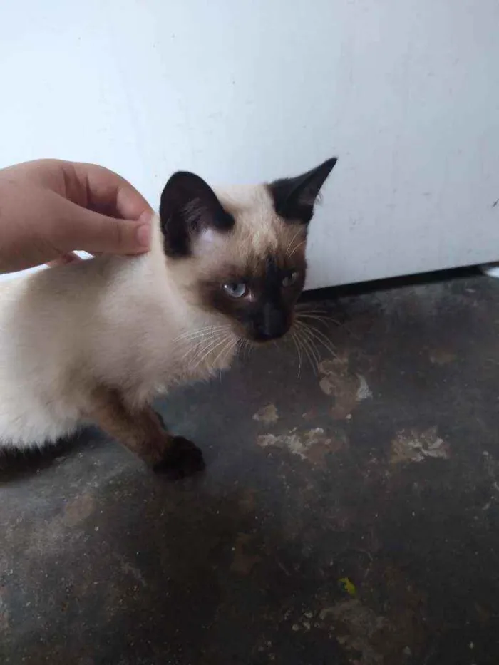 Gato ra a VL idade 2 a 6 meses nome Sem nome 