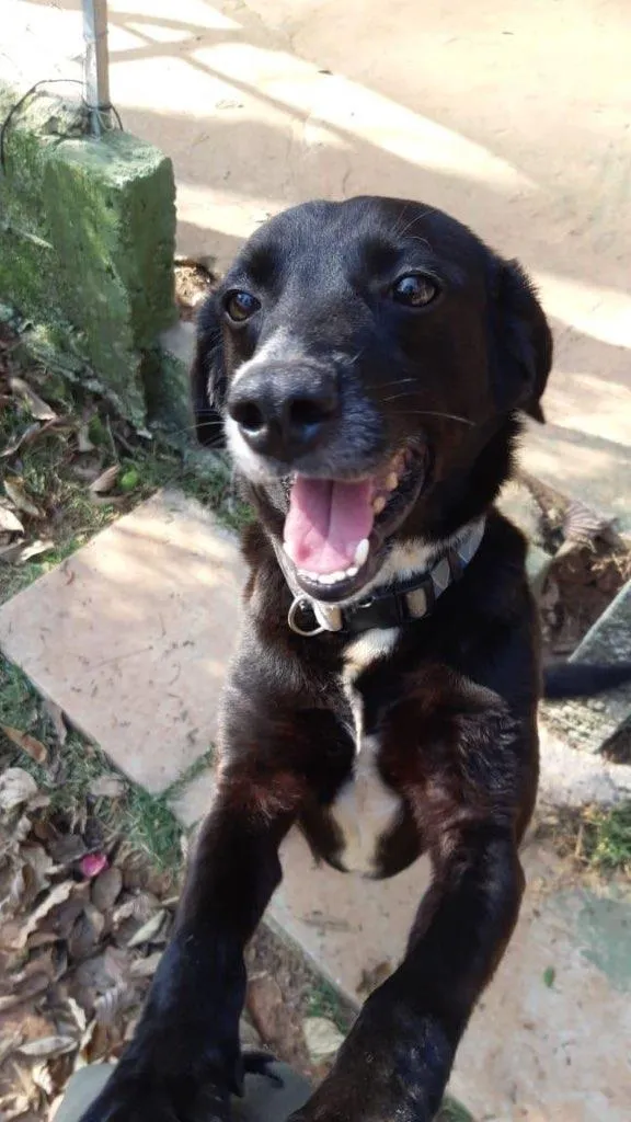 Cachorro ra a SRD-ViraLata idade 5 anos nome Luppi