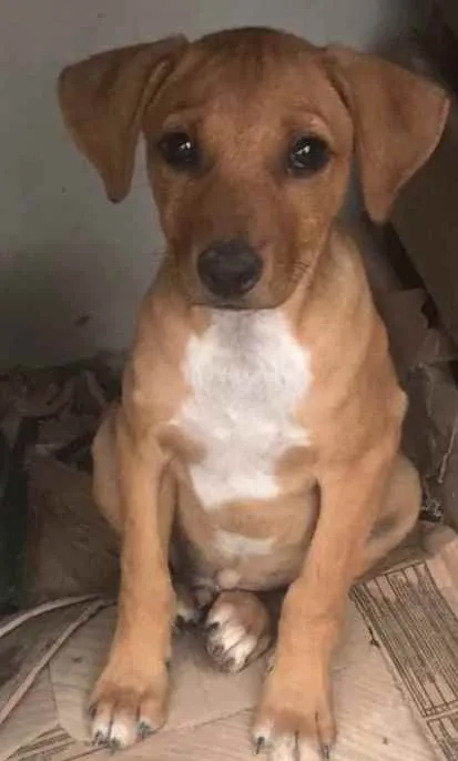 Cachorro ra a  idade 2 a 6 meses nome Pepe