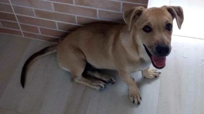 Cachorro ra a  idade 2 a 6 meses nome Duck 