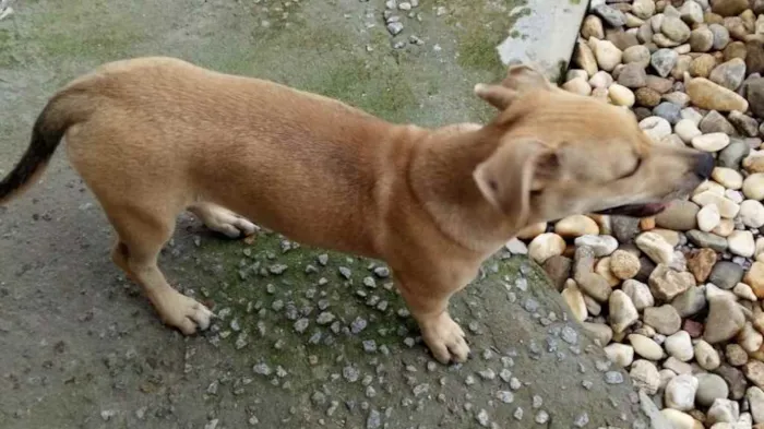 Cachorro ra a  idade 2 a 6 meses nome Duck 