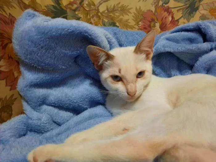 Gato raça S/D  idade 2 a 6 meses nome Yasmin 