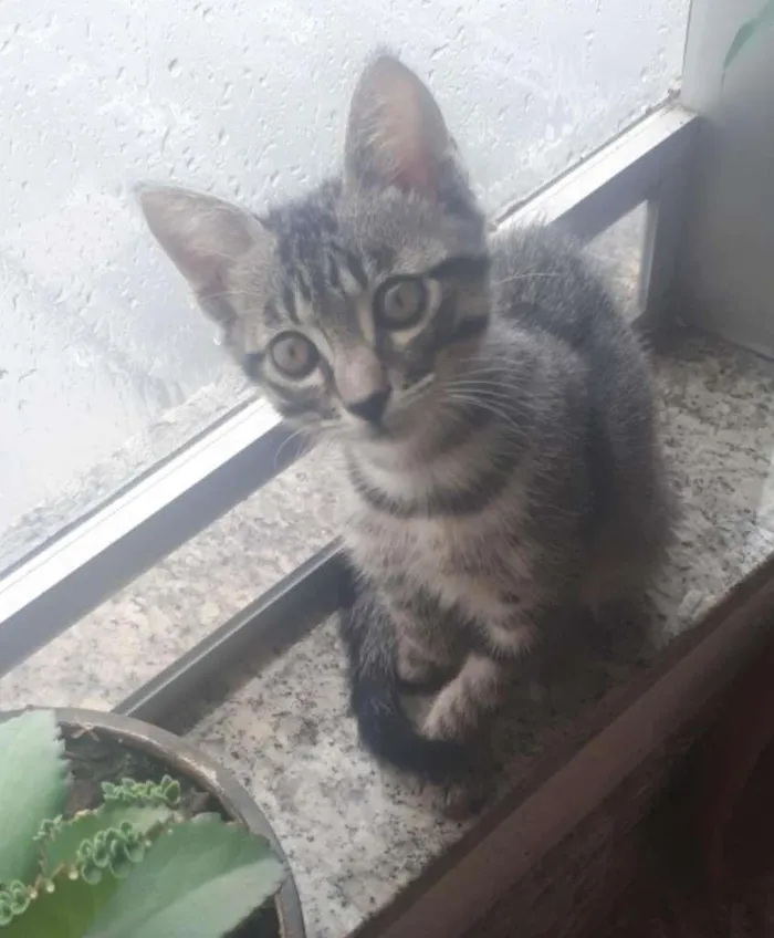 Gato ra a SRD-ViraLata idade 2 a 6 meses nome Salem