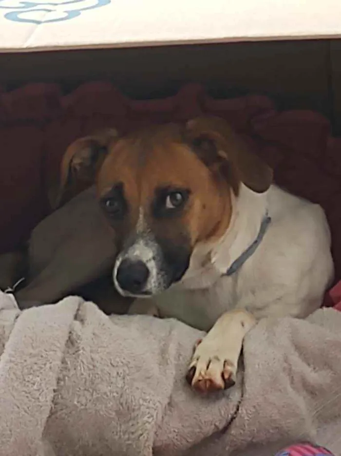 Cachorro ra a Sem raça definida idade 1 ano nome Gaia