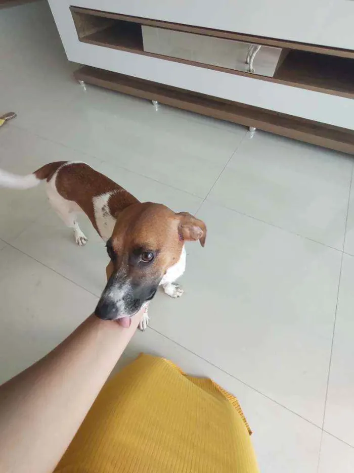 Cachorro ra a Sem raça definida idade 1 ano nome Gaia