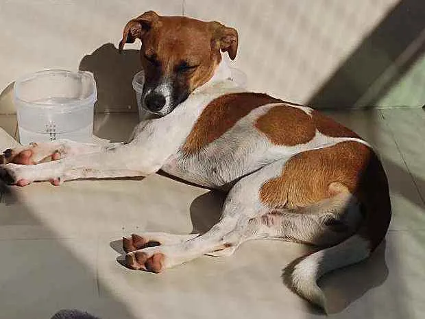 Cachorro ra a Sem raça definida idade 1 ano nome Gaia