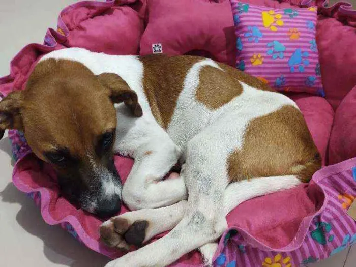 Cachorro ra a Sem raça definida idade 1 ano nome Gaia