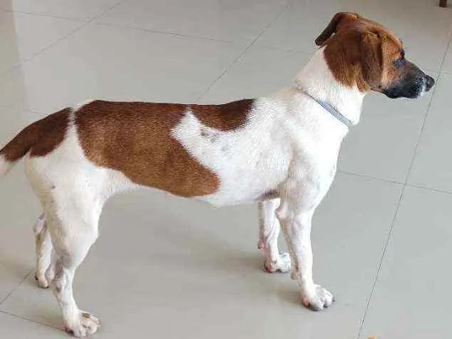 Cachorro ra a Sem raça definida idade 1 ano nome Gaia
