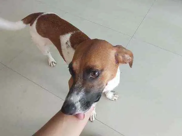 Cachorro ra a Sem raça definida idade 1 ano nome Gaia