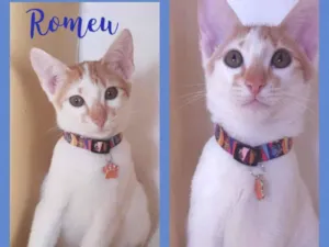 Gato raça Srd idade 2 a 6 meses nome Romeu