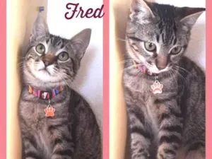 Gato raça Srd idade 2 a 6 meses nome Fred