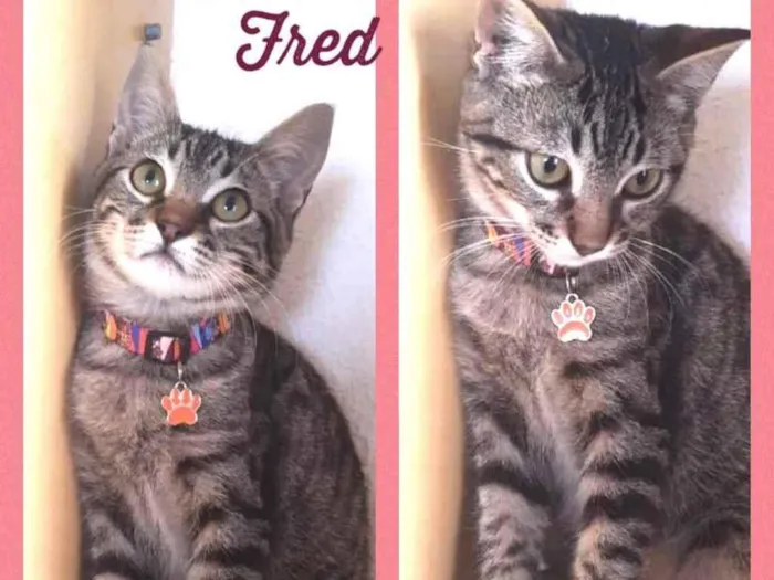 Gato ra a Srd idade 2 a 6 meses nome Fred